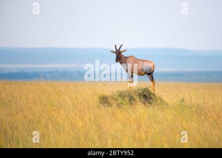 Topi Sul Tumulo Di Termite, Mara National Reserve, Kenya. Foto Stock