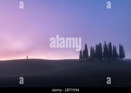 Coppe di pini a matita con un solo albero con nebbia, San Quirico d'Orcia, Val d'Orcia, Patrimonio dell'Umanità dell'UNESCO, Toscana, Italia, Europa Foto Stock