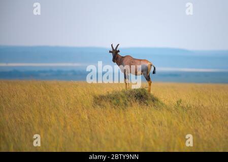 Topi Sul Tumulo Di Termite, Mara National Reserve, Kenya. Foto Stock