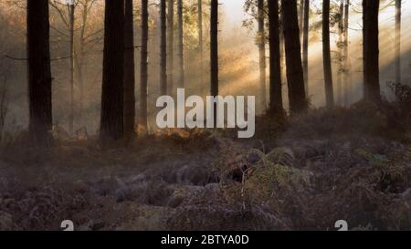 Foresta mattina luce, alberi e felci con ghiaccio in primo piano con fasci di luce che fluiscono attraverso gli alberi, Foresta di Sherwood, Nottinghamshire, Inghilterra, Regno Unito Foto Stock