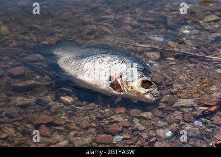 Orata comune morta (Abramis brama) con occhio già mangiato in acqua di riva Foto Stock