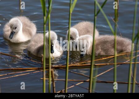 Mute cignets cigno (Gygnus olor) nuotare dietro le canne Foto Stock