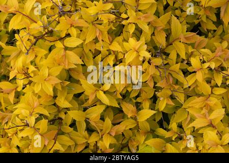Lo sfondo di giallo leaves.Bright giallo Bush Spiraea japonica Golden Princess. Colore delle foglie primaverili. Foto Stock