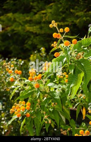 La Buddleia globosa ( Golden Ball ) che crescono in un giardino in Fife, Scozia. Foto Stock