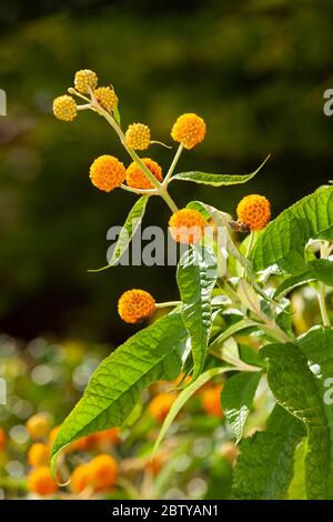 La Buddleia globosa ( Golden Ball ) che crescono in un giardino in Fife, Scozia. Foto Stock