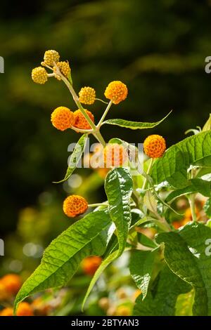 La Buddleia globosa ( Golden Ball ) che crescono in un giardino in Fife, Scozia. Foto Stock