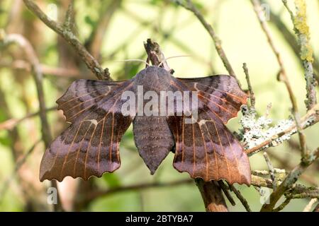 Laothoe populi, falco-falco-falco-femmina- che mostra l'ala posteriore tenuto davanti alla fronte, poggiando su un ramoscello su arbusto giardino, Pembrokeshire, Galles UK Foto Stock