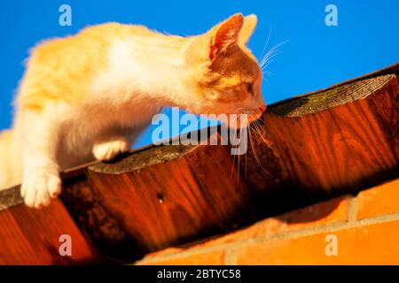 gatto zenzero sul tetto caccia per passeri Foto Stock