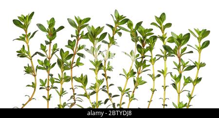 Pianta di erbe salate per cucinare, isolata Foto Stock