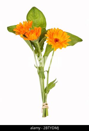 Fascio con fiore di Calendula, isolato Foto Stock