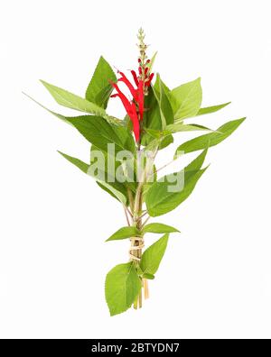 Salvia di ananas con fiore, isolato Foto Stock