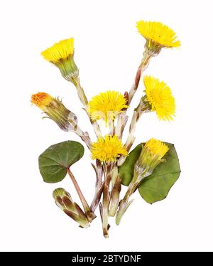 I fiori dei piedi del coltsfoot per il tè, isolati Foto Stock