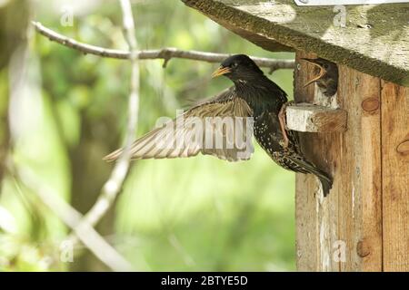 Lo starling comune si siede sulla casa di nascita dopo aver nutrito il pulcino, si alletta la sua ala e sembra sternly. Foto Stock