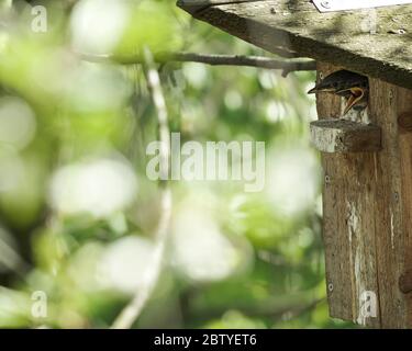 Due pulcini di un comune stalling Pep fuori della casa di nascita, gridare e richiedere cibo, in una giornata di sole primavera. Foto Stock