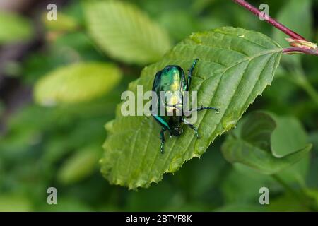 Macro foto di Cetonia aurata su una foglia verde Foto Stock