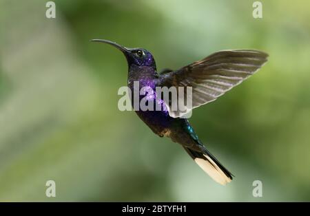 Closeup di violetto Sabrewing colibrì (Campylopterus hemileuurus) in volo sui Monti Talamanca, Panama Foto Stock