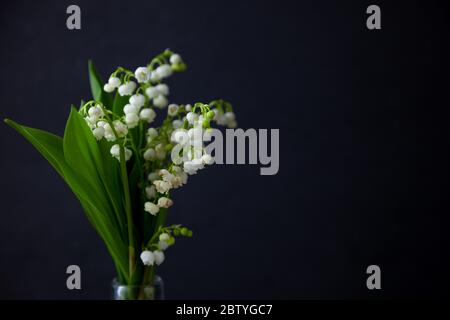 Un bouquet di gigli della valle su sfondo nero con posto per il testo. Delicati fiori bianchi di primavera. Mazzo in bottiglia di vetro. CopySpace. Foto Stock