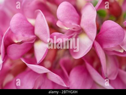 Ramo fiorito Robinia neomexicana con infiorescenza rosa, primo piano Foto Stock