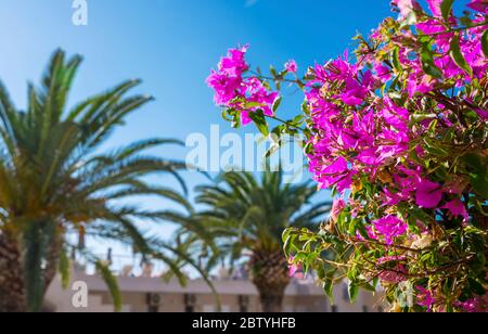 Bellissimi fiori rosa Bougainvillea e palme nei terreni del Marbella Beach Hotel, Corfù, Grecia. Foto Stock