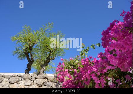 Bellissimi fiori rosa Bougainvillea e alberi nel terreno del Marbella Beach Hotel, Corfù, Grecia. Foto Stock