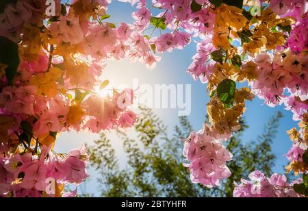 Bellissimi fiori rosa nei giardini del Marbella Beach Hotel, Corfu, Grecia. Foto Stock