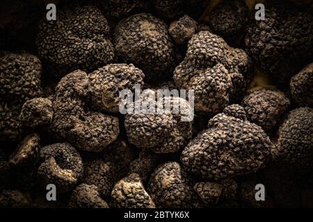 Tuber Aestivum tartufi neri, Umbria, Italia Foto Stock