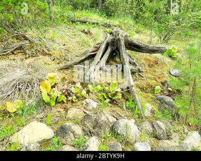 Vecchio driftwood marcio, ceppo di albero in foresta Foto Stock