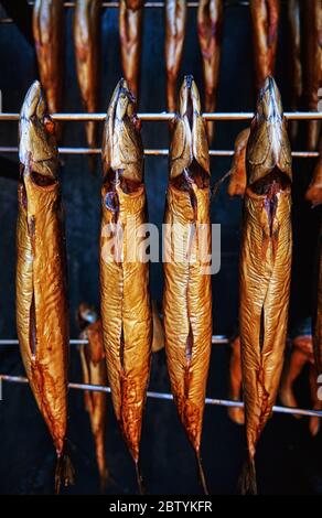 Sgombro appena fumato in un fumatore come cibo sano. Scomber scombrus. Foto Stock