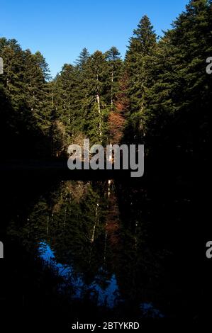 La foresta Casentino, nell'Appennino Toscano, è coperta da un monumentale bosco di abeti e faggi Foto Stock