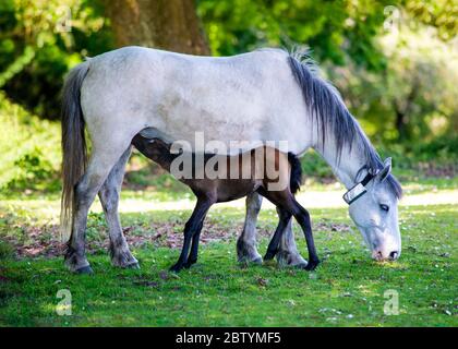 bella nuova nascita di pony foresta di alimentazione da sua madre sotto alberi copia spazio in background Foto Stock