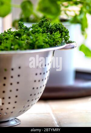 fresco sano kale organico in un colander di acciaio inossidabile, fuoco selettivo girato per l'uso di copia spazio sullo sfondo mostrando altre erbe Foto Stock