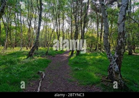 Il sole della mattina presto splende mentre splende attraverso le cime degli alberi di Silver Bircg nella Foresta di Sherwood Foto Stock