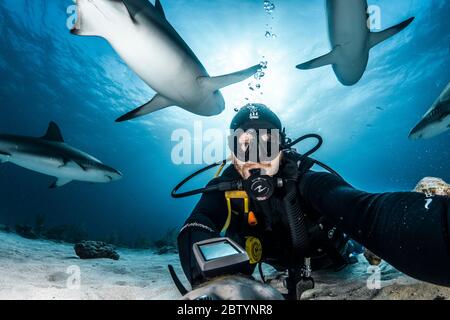 Tempo selfie. Alex posa casualmente con squali tigri. BAHAMAS: IL subacqueo DAREDEVIL si avvicina e personale con squali di testa di martello da mille libbre e. Foto Stock