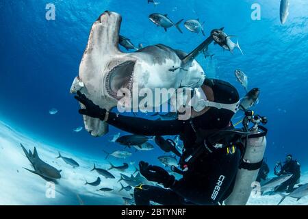 A malincuore. BAHAMAS: IL subacqueo DAREDEVIL si avvicina e personale con squali martello da mille libbre e dice che puoi anche. Incredibile Foto Stock