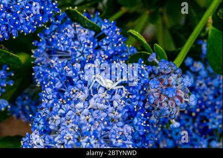 Ragno di granchio bianco, Misumena vatia, aspettando all'interno dei fiori viola dell'arbusto californiano Lilac, ceanothus thyrsiforus Foto Stock