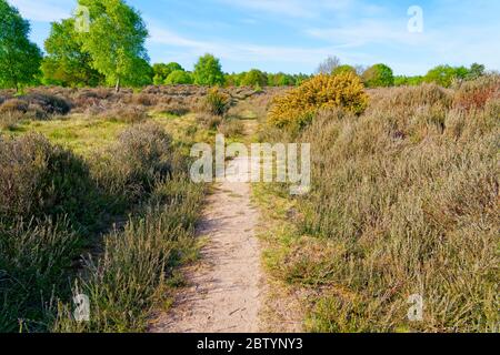 Cespugli di gola fioriti e alta linea di erica un sentiero attraverso Barnby Heath verso Sherwood Forest Foto Stock