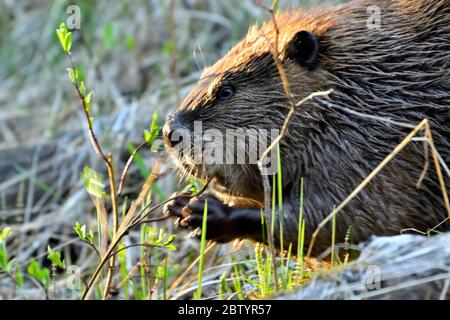 Un'immagine ravvicinata di un castoro adulto "Castor canadensis", che si snobba su alcune fresche segature di salice Foto Stock