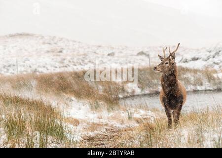 Giovane cervo rosso maschio nella neve. Highlands, Scozia Foto Stock