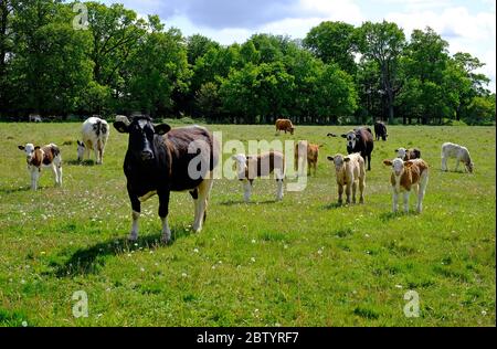 vitelli in campo, blickling, norfolk, inghilterra Foto Stock