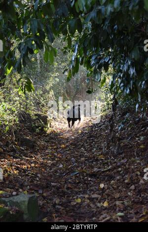 Vecchio cane nero Labrador a piedi su un sentiero di campagna coperto di foglie al mattino luce del sole con alberi in alto. Foto Stock