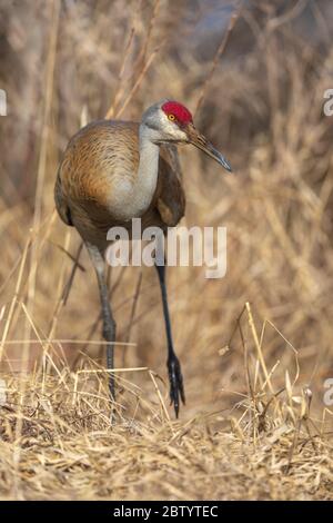 Sandhill gru in Wisconsin settentrionale. Foto Stock