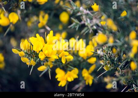 Gola comune, Ulex europaeus fiori. Highlands, Scozia Foto Stock