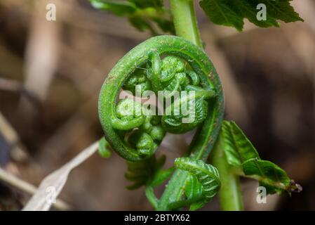 Polystichum Setiferum Plumosomultilobum Foto Stock