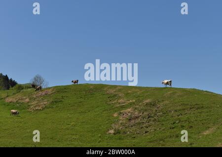 Mucche su una collina in Svizzera in una bella giornata cielo blu Foto Stock