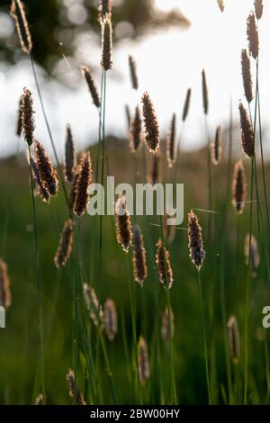 Erba Timotea (Pratense di Fleum) Foto Stock