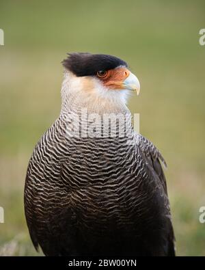 Una Caracara meridionale (Caracara plancus) da Torres del Paine, Cile. Foto Stock