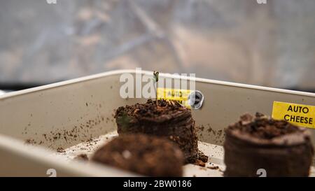 coltivazione di marijuana germogli da grani Foto Stock