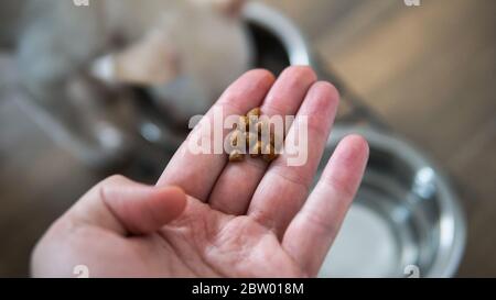 Nutrizione per cani Chihuahua nella vita reale Foto Stock