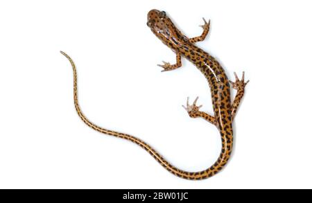 Un adulto di Salamander a coda lunga (Eurycea longicauda) da un torrente nel Norris Dam state Park in Tennessee Foto Stock