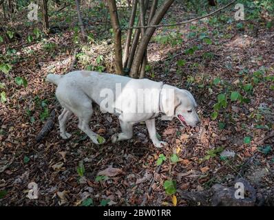 Rocky: cane per la ricerca di tartufi, La Morra - Italia Foto Stock